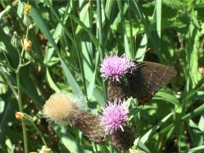 Ulmen-Zipfelfalter ( Satyrium w-album ) : Kaiserstuhl, 16.07.2006